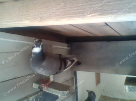 for sale  young race birds