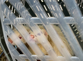 Male an female ferrets