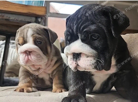 Gorgeous English Bulldog Puppies &ndash; Loving Forever Homes
