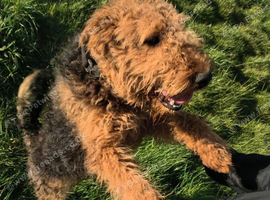 One year old Airedale