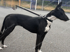 Lurcher