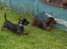 Working wired hair dachshund