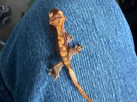 Baby crested gecko