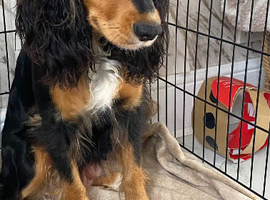 Beautiful cocker spaniel puppies