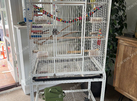 2 Male Budgies