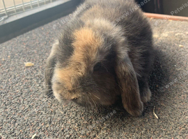 Unsexed mini lop rabbits for sale