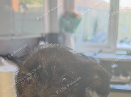 2 X yorkie X Staffy puppies