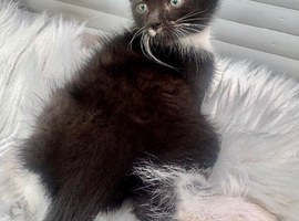 RAGDOLL CROSS BOY READY NOW