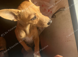 Terrier x Jack russel