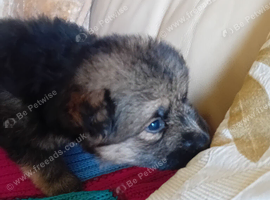 Puppies for Sale