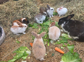 Beautiful half giant rabbits