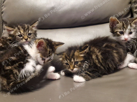 Beautiful 4 kittens