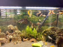 Mixed Malawi - closing tank - SOLD***