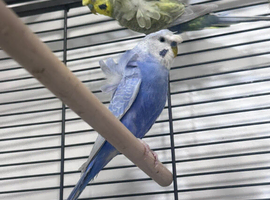 Top Quality Hagoromo (Helicopter) Budgies Pair &ndash; Breeding Ready &ndash; Rare Bloodline