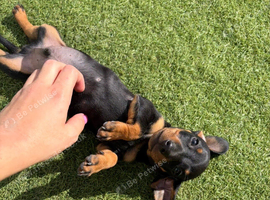 Miniature dachshund puppies