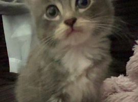 Kitten for sale