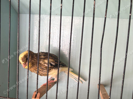Yorkshire canary