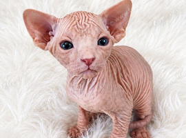 Beautiful wrinkly sphynx kittens