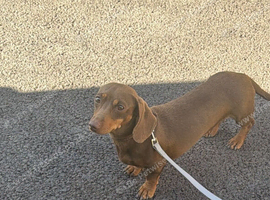 Dachshund Girl