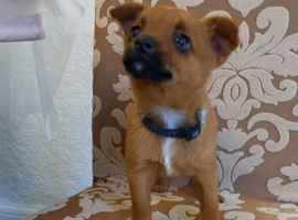 Boy puppy Norfolk Terrier x Jackrussell