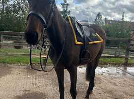 Bambi,3yo bay tb mare 15.2hh