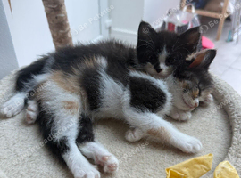 Three beautiful mixed kittens available