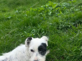 Max - girl puppy Jack Russel