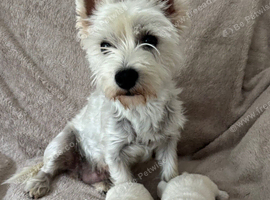 West highland terrier