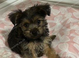 York puppy