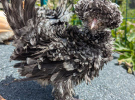 Polish Bantam & Tolbunt Pullets 10-12 weeks old