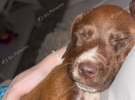 Spaniel cross patterdale