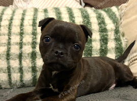 Beautiful little boy best home only please
