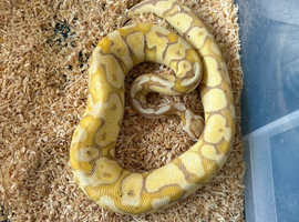 Ball pythons for sale