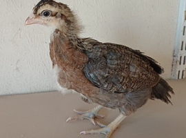 16 female cream legbar chicks