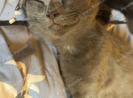 10 week old kitten