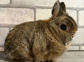 Netherland Dwarf Agouti male