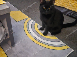 Male british shorthair