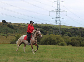 13.2, 3 year old Appaloosa filly