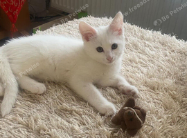 Turkish Angora & Siberian