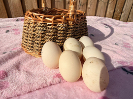 Hatching eggs! Saxony and Welsh harlequin