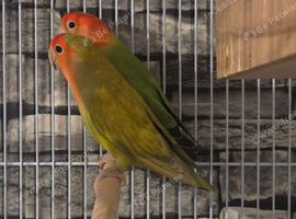 Loverly pair off lovebirds