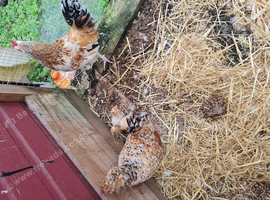 Chickens bantoms