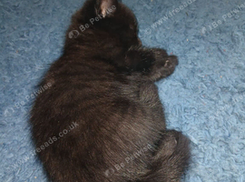 girl kittens for sale