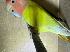 2 peach faced love birds