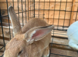 New zealand bunnies
