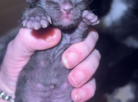 Kittens for sale