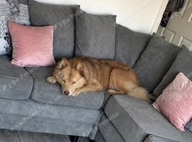 Pomsky Dog For Sale