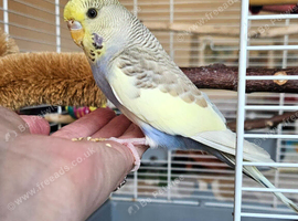 Budgies