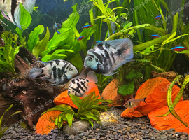 Four Blue Polar Cichlids Adult