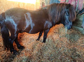 Beautiful registered standard shetland